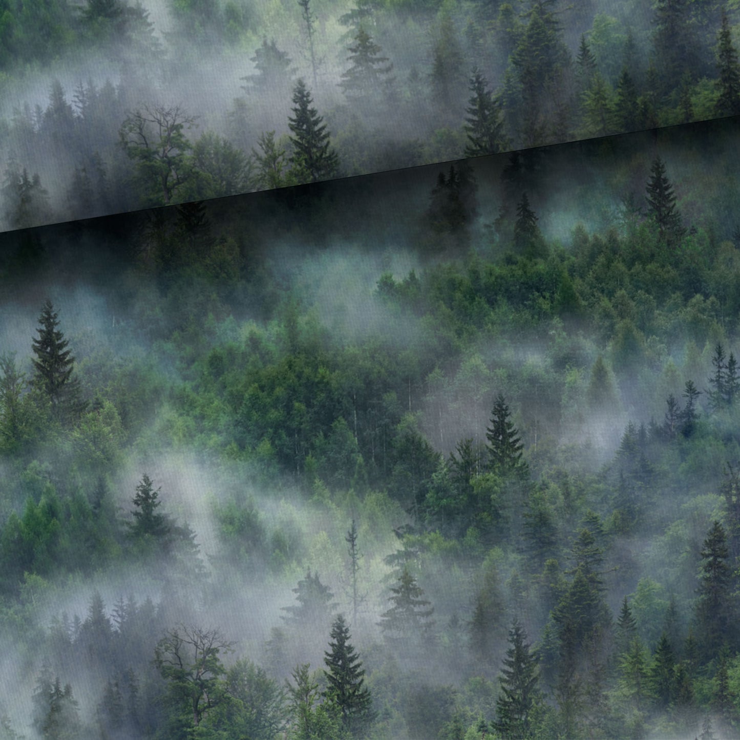 Medvilnės kilpinis trikotažas – miškas rūke 250 g/m²