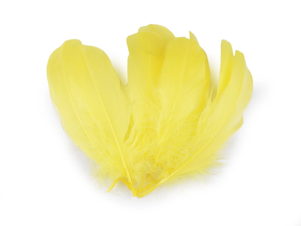 Spalvas zosu (14 - 18 cm) - dzeltenas