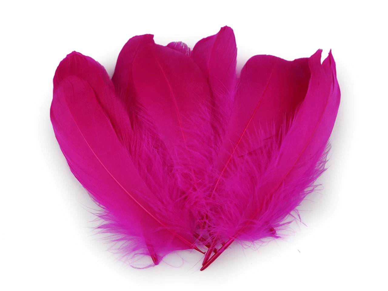 Spalvas zosu (14 - 18 cm) - fuksijas